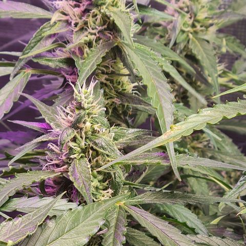 Big Bud Auto 1 growlog photo: 35c outside, running AC to keep temps down