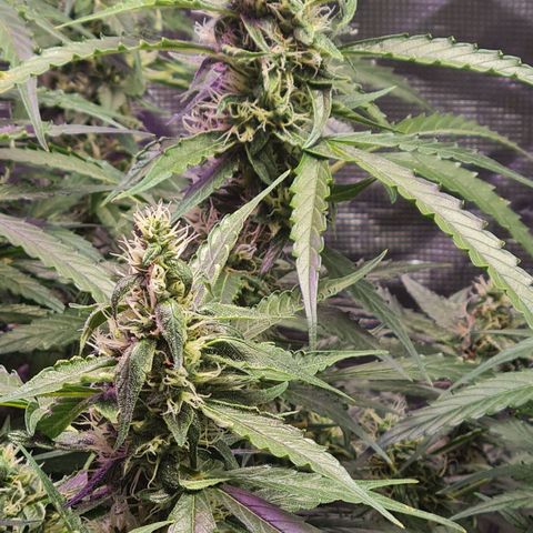 Big Bud Auto 1 growlog photo: 35c outside, running AC to keep temps down