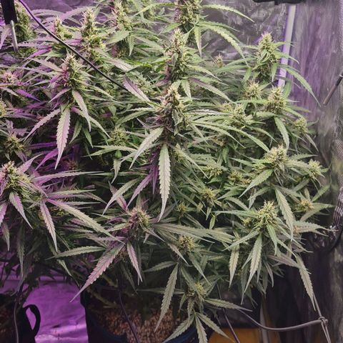 Big Bud Auto 1 growlog photo: 35c outside, running AC to keep temps down