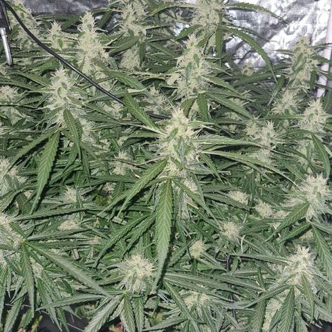 Big Bud Auto 1 growlog timeline photo