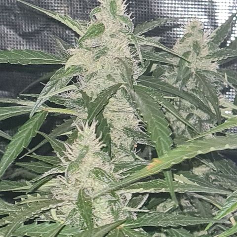 Big Bud Auto 1 growlog timeline photo