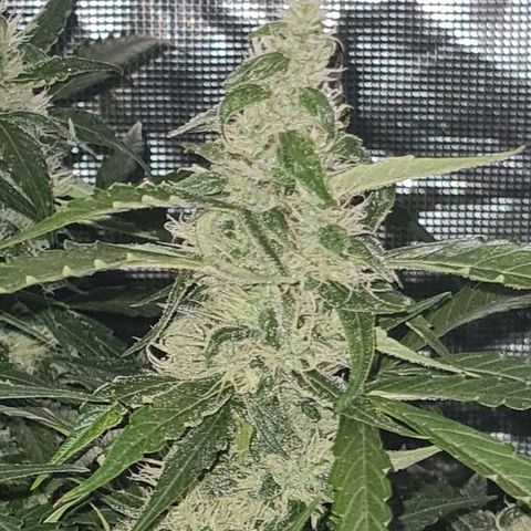 Big Bud Auto 1 growlog timeline photo