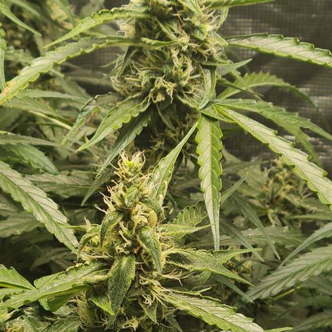Big Bud Auto 1 growlog photo: Colder outside, with rain