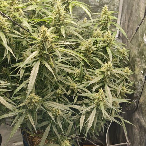Big Bud Auto 1 growlog photo: Colder outside, with rain