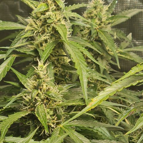 Big Bud Auto 1 growlog photo: Colder outside, with rain