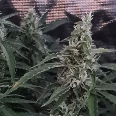 Big Bud Auto 1 growlog timeline photo
