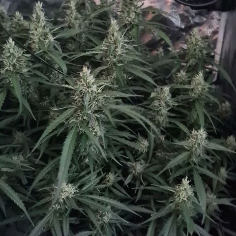 Big Bud Auto 1 growlog timeline photo