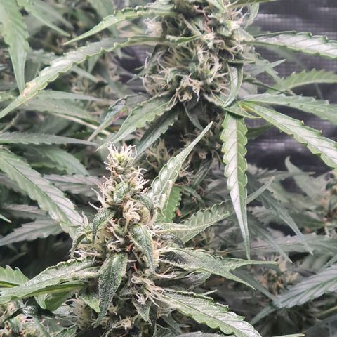 Big Bud Auto 1 growlog timeline photo