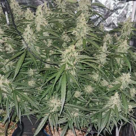 Big Bud Auto 1 growlog timeline photo