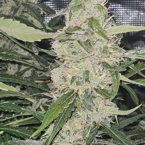 Big Bud Auto 1 growlog timeline photo