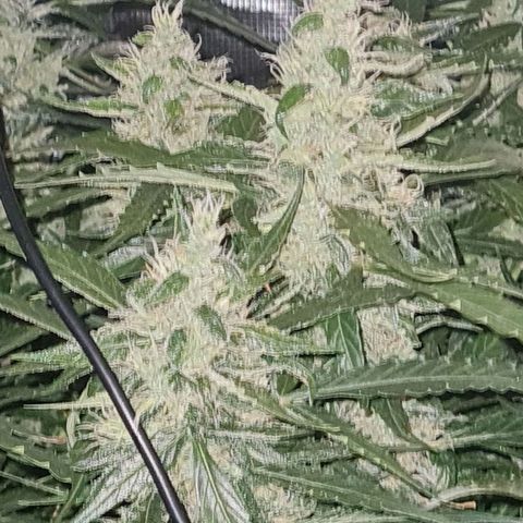 Big Bud Auto 1 growlog timeline photo