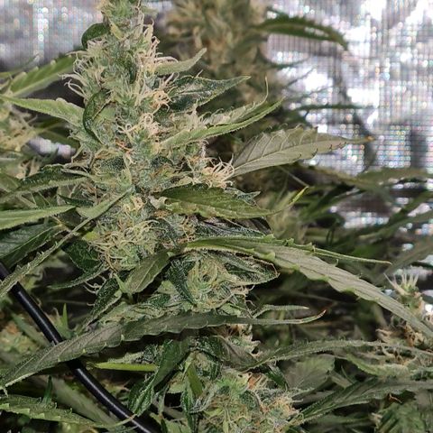 Big Bud Auto 1 growlog timeline photo