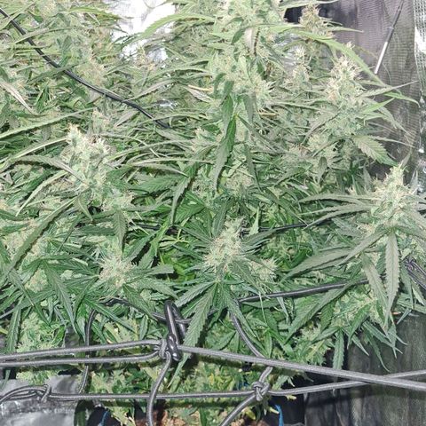 Big Bud Auto 1 growlog timeline photo