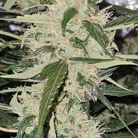 Big Bud Auto 1 growlog timeline photo