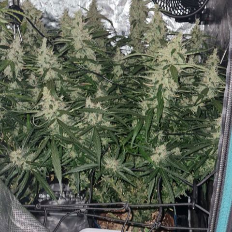 Big Bud Auto 1 growlog timeline photo