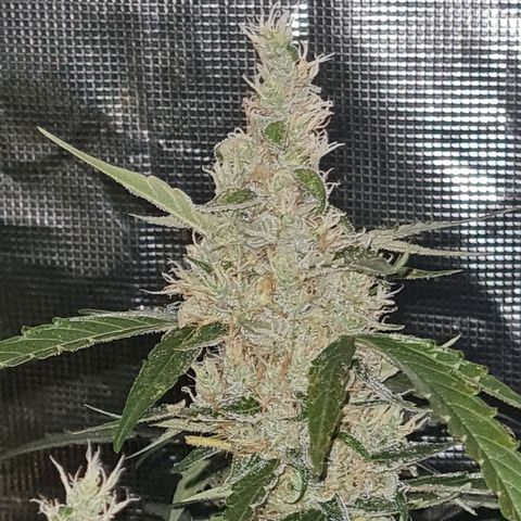 Big Bud Auto 1 growlog timeline photo