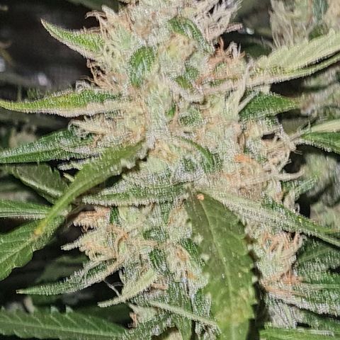 Big Bud Auto 1 growlog timeline photo