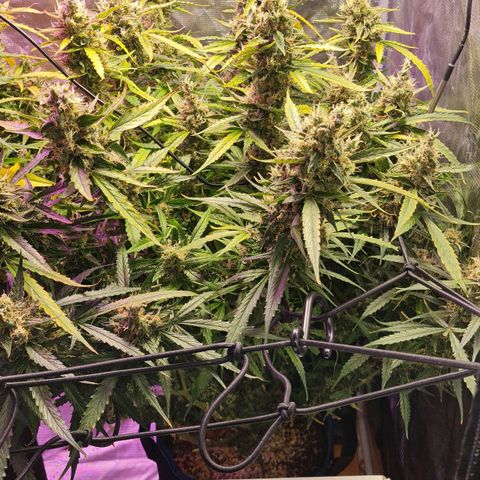 Big Bud Auto 1 growlog photo: Ripner