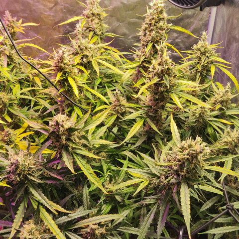 Big Bud Auto 1 growlog photo: Ripner