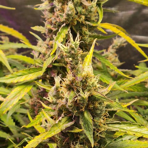 Big Bud Auto 1 growlog photo: Ripner