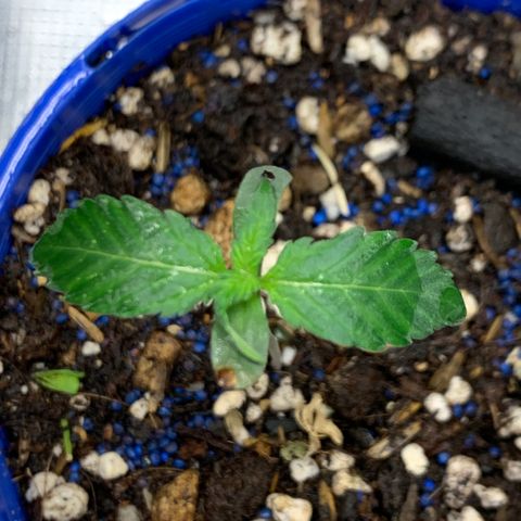 2105 Gelat.OG growlog photo: Placed unsprouted seed in pot