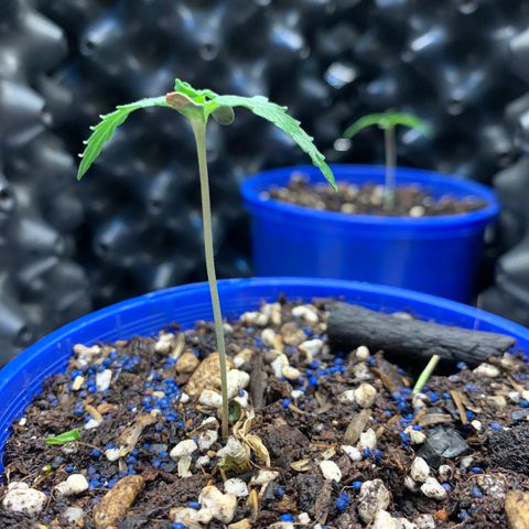 2105 Gelat.OG growlog photo: Placed unsprouted seed in pot