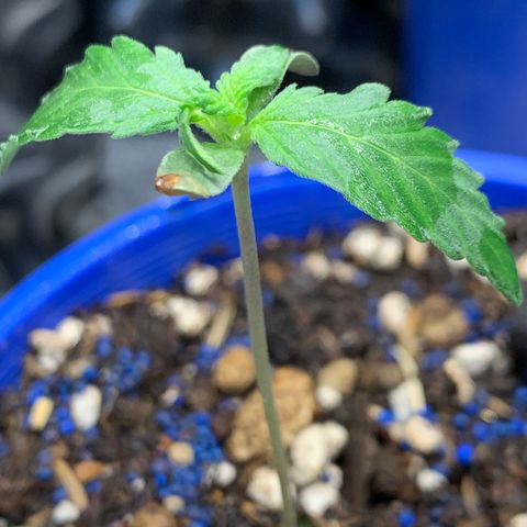 2105 Gelat.OG growlog photo: Placed unsprouted seed in pot