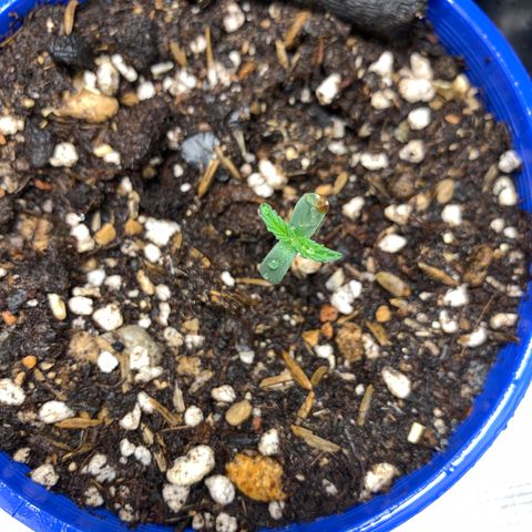 2105 Gelat.OG growlog photo: Happy birthday 