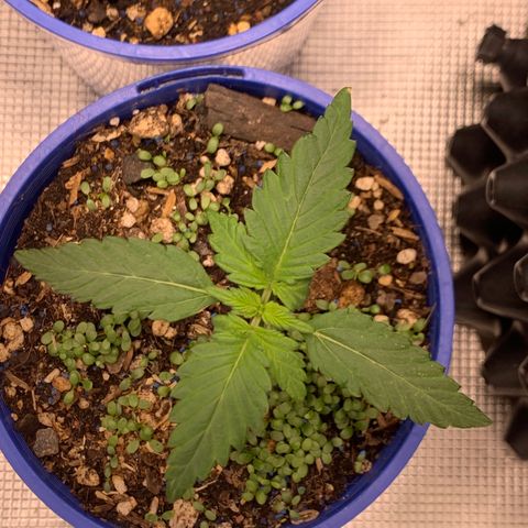2105 Gelat.OG growlog timeline photo