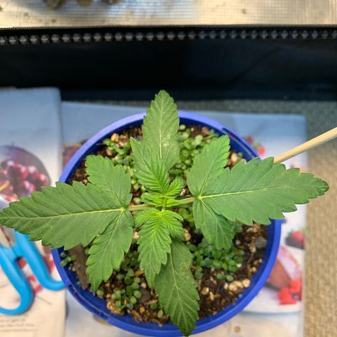 2105 Gelat.OG growlog timeline photo