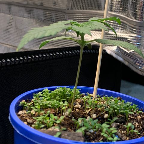 2105 Gelat.OG growlog timeline photo