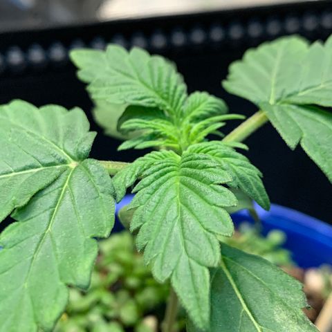 2105 Gelat.OG growlog timeline photo