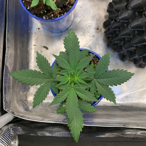 2105 Gelat.OG growlog timeline photo