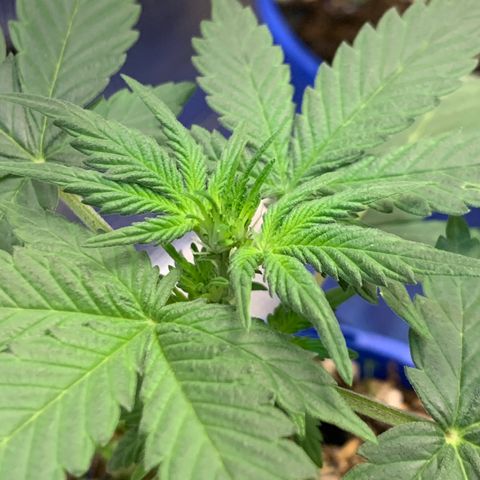 2105 Gelat.OG growlog timeline photo