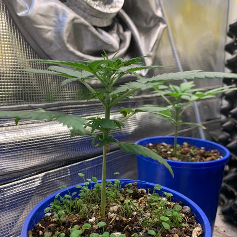 2105 Gelat.OG growlog timeline photo