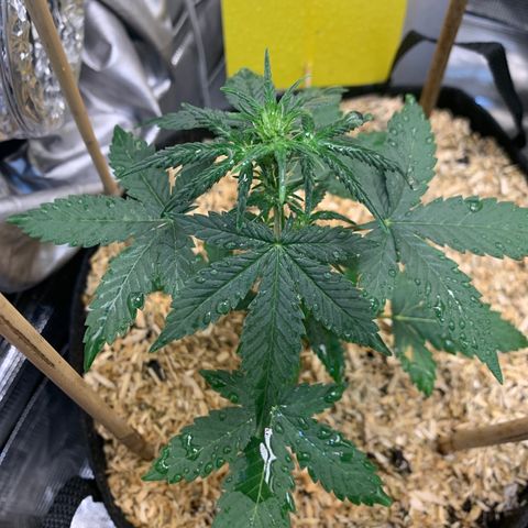 2105 Gelat.OG growlog photo: Multiple pistils 