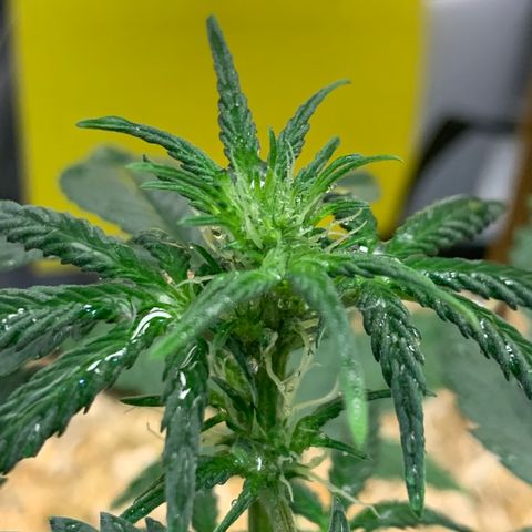 2105 Gelat.OG growlog photo: Multiple pistils 