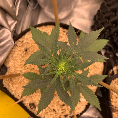 2105 Gelat.OG growlog photo: Multiple pistils 