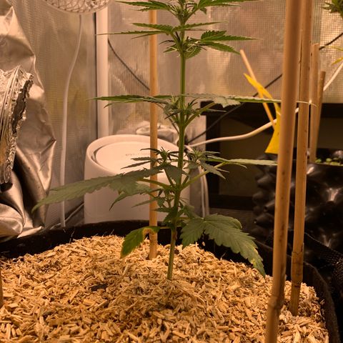 2105 Gelat.OG growlog photo: Multiple pistils 