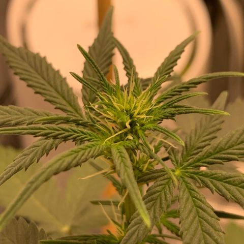 2105 Gelat.OG growlog photo: Multiple pistils 