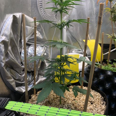 2105 Gelat.OG growlog timeline photo