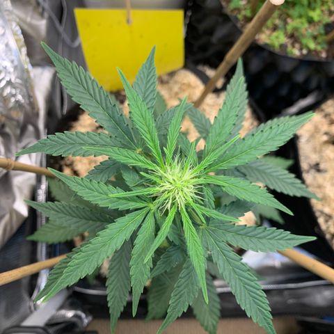 2105 Gelat.OG growlog timeline photo