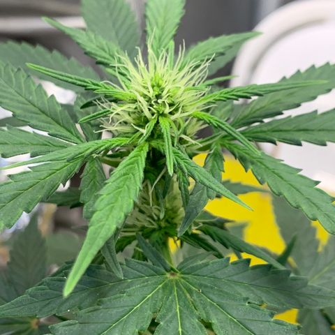2105 Gelat.OG growlog timeline photo