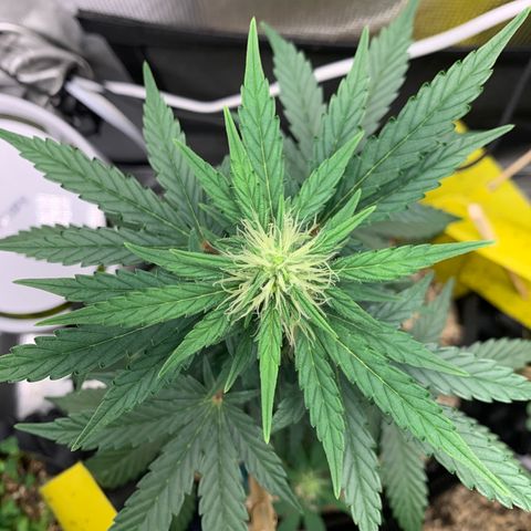 2105 Gelat.OG growlog timeline photo