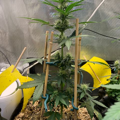 2105 Gelat.OG growlog timeline photo