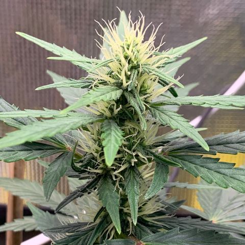 2105 Gelat.OG growlog timeline photo