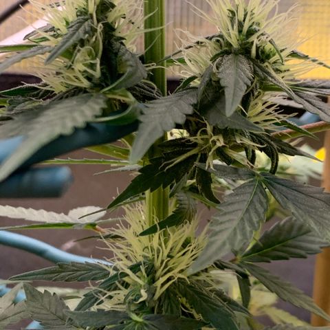 2105 Gelat.OG growlog timeline photo