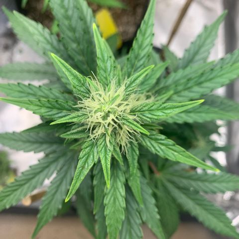 2105 Gelat.OG growlog timeline photo