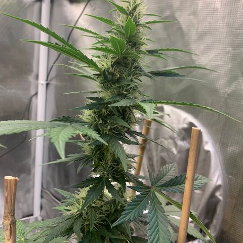 2105 Gelat.OG growlog timeline photo