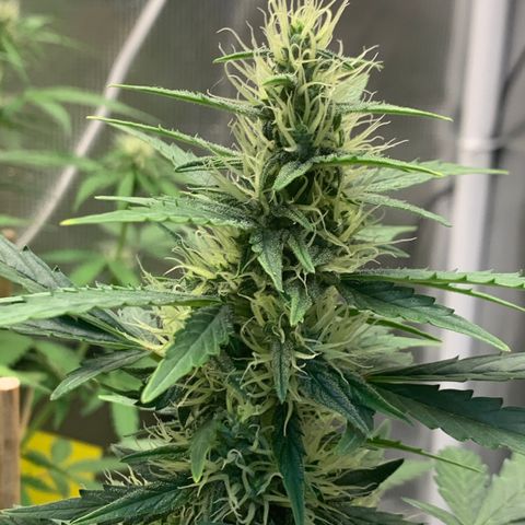 2105 Gelat.OG growlog timeline photo